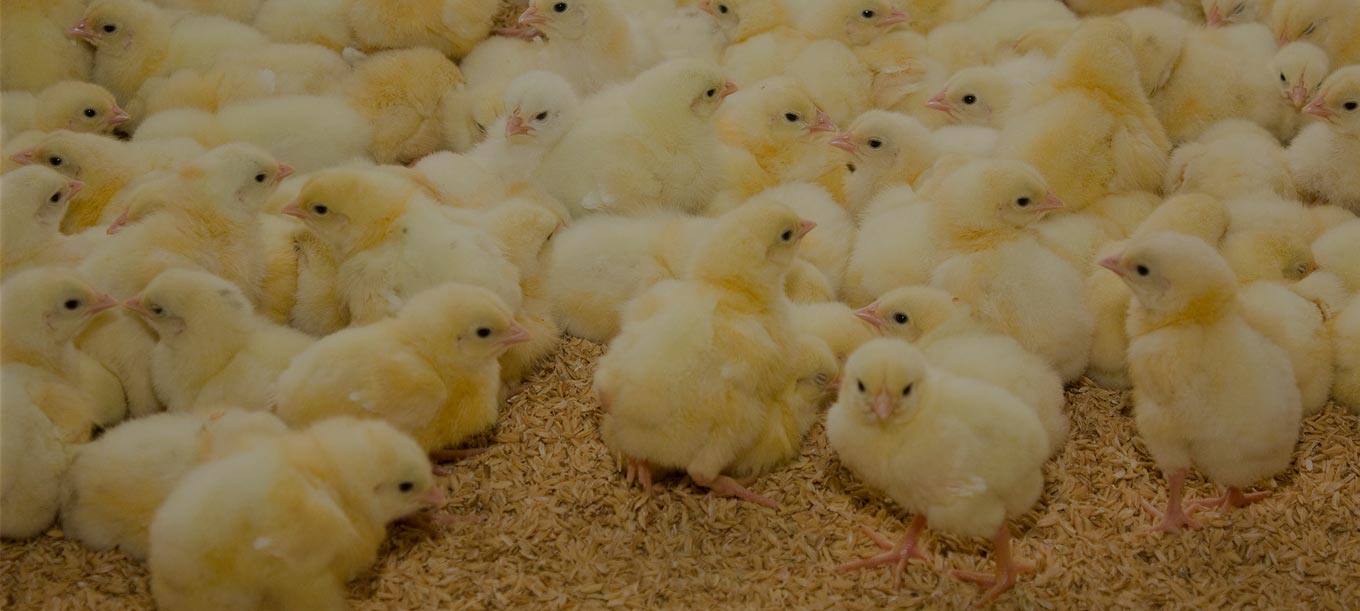 Welcome to Elgamal Group